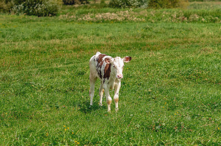 Meadow with brown and white calf. Front view of small calf walking on pasture with green grassの写真素材