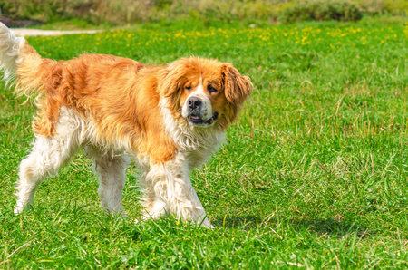 Moscow guard dog stands on green grass. Red white fluffy dog with long fur and ears. Front viewの写真素材