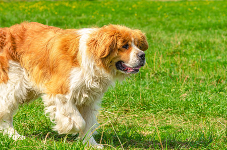 Moscow guard dog runs on green grass. Red and white fluffy long hair dog, long ears. Big cute dogの写真素材