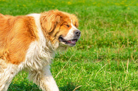 Moscow guard dog on green grass. Red-haired white fluffy dog with long fur and ears, eyes closed.の写真素材