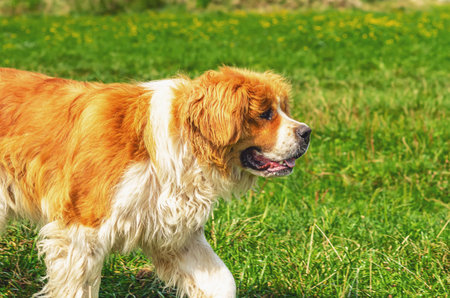 Advertisement for dog food. Moscow guard dog on green grass. Red white fluffy dog with long furの写真素材