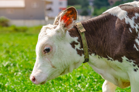 Side view of face and head of brown white calf in collar on green meadow. Blurred houses backgroundの写真素材
