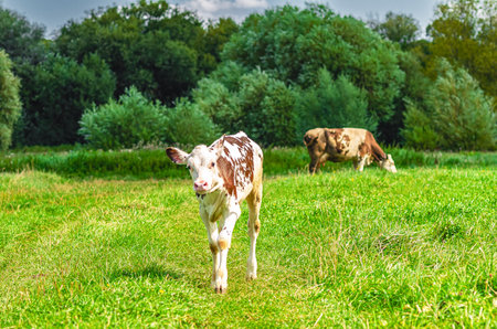 Adorable calf stands on pasture with green grass and yellow flowers. Mother cow in the backgroundの写真素材