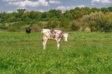 Funny calf on pasture with green grass and yellow flowers. Black cow grazes behind.の写真素材