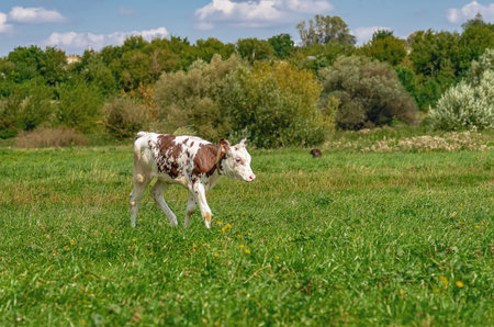 Meadow calm landscape of small calf on pasture with green grass. Background of blurred trees and skyの写真素材