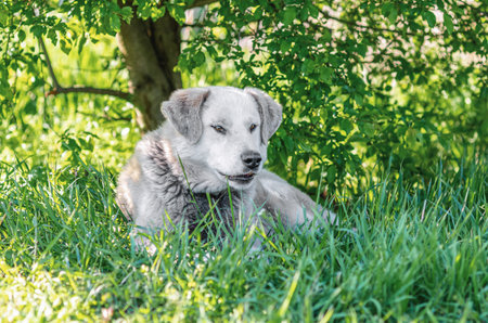 Senior gray dog lying in cool shade beneath tree, seeking relief from the hot sun