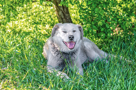 Large old dog with gray fur relaxing in tree shade, hiding from summer warmthの写真素材