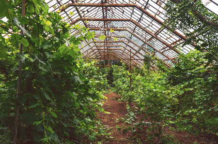Wild grapevines taking over an abandoned greenhouse, nature touch in decayの写真素材