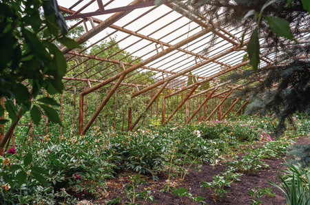 Wild grapevines taking over an abandoned greenhouse, nature touch in decayの写真素材