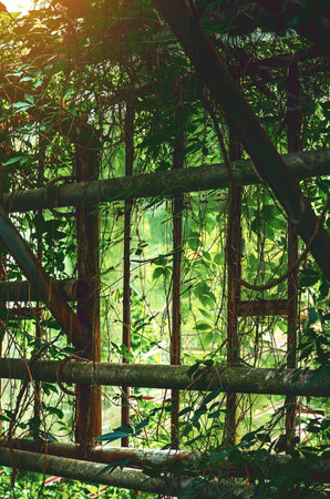 Overgrown vines in an old, abandoned greenhouse, natural beauty in forgotten structureの写真素材