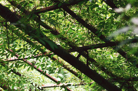 Overgrown vines in an old, abandoned greenhouse, natural beauty in forgotten structureの写真素材