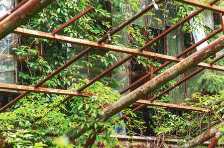 Overgrown vines in an old, abandoned greenhouse, natural beauty in forgotten structureの写真素材