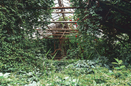 Overgrown vines in an old, abandoned greenhouse, natural beauty in forgotten structureの写真素材