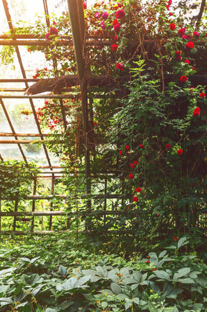Abandoned greenhouse is overgrown with green plants and rose bushes, toned imageの写真素材