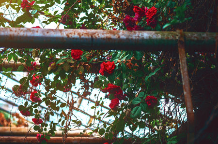 Abandoned greenhouse is overgrown with green plants and rose bushes, toned imageの写真素材