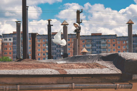 White dove soaring above old garage rooftops with metal pipes, symbol of hope in a Soviet-era settingの写真素材