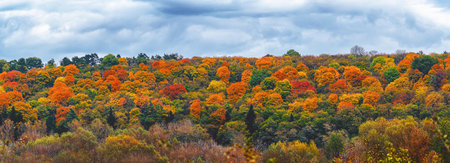 Panorama tops of colorful bright trees in autumn forest. Red yellow green orange colors of autumn moodの写真素材