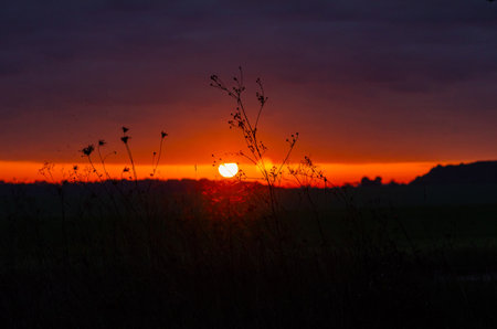 Evening view of orange purple sunset. Silhouettes trees. Low angle view due to dry grass. Sun glareの写真素材