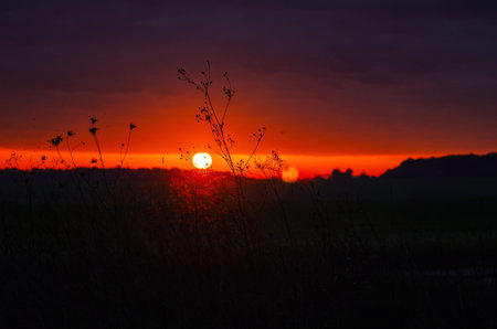 Dusk view of orange purple sunset. Silhouettes of trees. Low angle view through dry herb. Sun glareの写真素材
