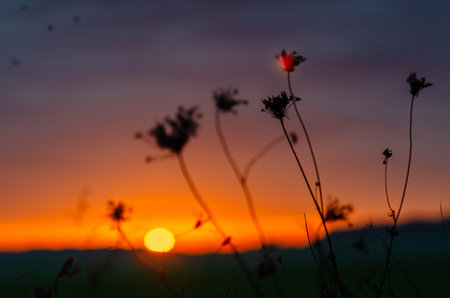 Sunset scene on field with dry flowers and insects in autumn. Selective focus. Blurred backgroundの写真素材