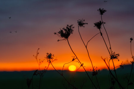 Insects fly near inflorescence of dry herbs in meadow against orange-purple sunset. Selective focusの写真素材
