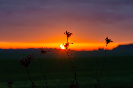 Orange and purple autumn sunset over field with silhouetted trees on the horizon. Duskの写真素材