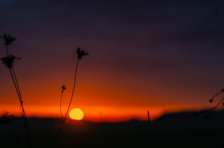 Orange and purple dramatic autumn sunset over field with silhouetted trees on the horizon. Duskの写真素材