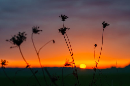 Darkened dry grass on meadow. Violet-orange sunset light on horizon. Blurred sunset backgroundの写真素材