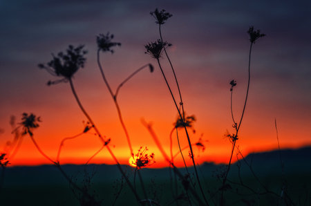 Dusk view of orange purple sunset over field. Silhouettes of trees. Low angle of view due dry grassの写真素材
