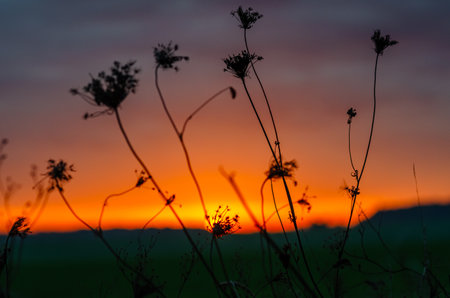 Flowers of dry herbs on meadow. Bright sunset light through dry flowers. Blurred sunset backgroundの写真素材