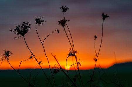 Flowers of dry herbs on meadow. Bright sunset light through dry flowers. Blurred sunset backgroundの写真素材