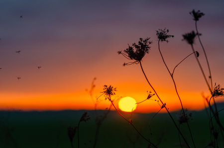 Insects fly near inflorescence of dry herbs in meadow against orange-purple sunset. Selective focusの写真素材
