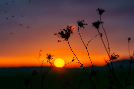 Insects fly near inflorescence of dry herbs in meadow against orange-purple sunset. Selective focusの写真素材