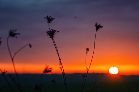 Sunset scene on field with dry flowers in autumn with background of bright colors of sky. Landscapeの写真素材