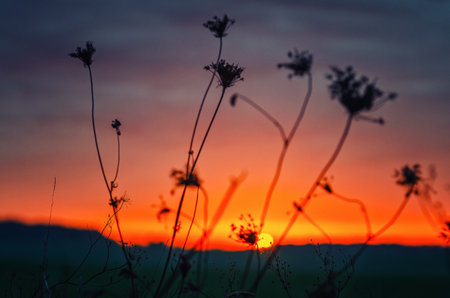 Incredible sunset through dry inflorescences of autumn flowers in field. Orange-violet horizon lineの写真素材