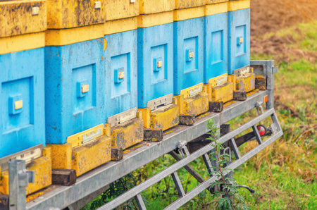 Vintage wooden yellow-blue beehives on sunny autumn day. Problems of beekeeping. Blurred backgroundの写真素材