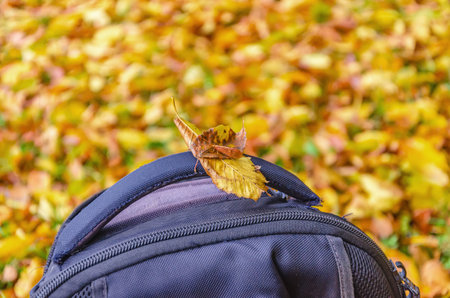 Hiking backpack on autumn leaves blurred background. Yellow dry leaf on backpack. Travel conceptの写真素材