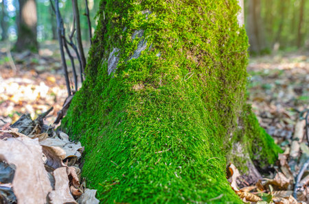 Front view of green moss growing on roots of tree trunk in forest. Fallen leaves blur backgroundの写真素材