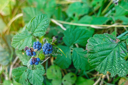 Macro photo of blue berries hanging on branches with green leaves. Blurred backgroundの写真素材