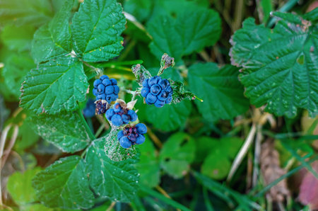 Close-up of bush with blue berries hanging on branches with green leaves in forest. Macro photo.の写真素材