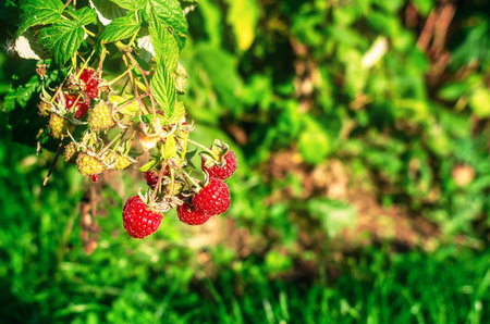 Red raspberry berries on bush illuminated by sun. Unripe green berries nearby. Secrets of careの写真素材