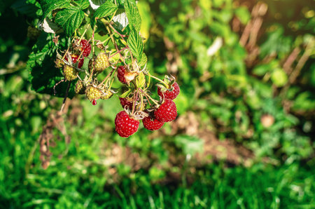 Red juicy raspberry berries on bush. Use of raspberries in cooking and medicine. Blurred backgroundの写真素材