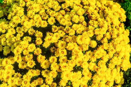 Top view of bright yellow chrysanthemums blooming, showing their colors in fall.の写真素材