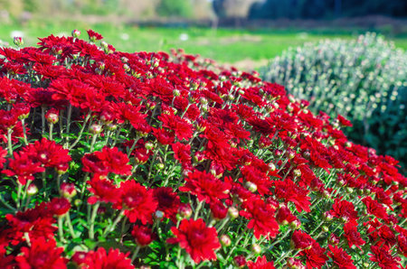 Bush of red chrysanthemums in garden. Blurred background of green plants. Growing flowers in autumnの写真素材