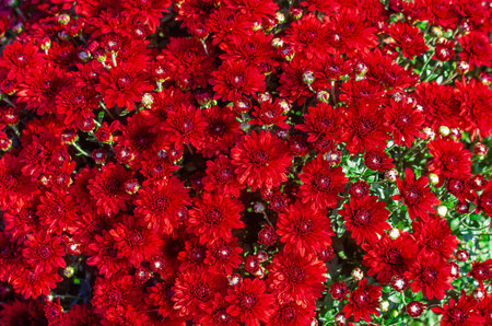 Floral background of red chrysanthemums bathed in sunlight shows off their rich colors. Autumn moodの写真素材