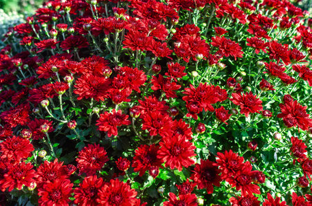 Dense cluster of red chrysanthemums bathed in sunlight displays their rich colors. Autumn gardenの写真素材