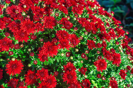 Dense cluster of red chrysanthemums bathed in sunlight displays their rich colors. Autumn gardenの写真素材