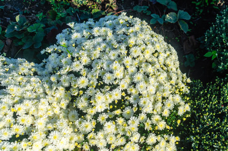 Top view of white chrysanthemums blooming in garden near green plants. Growing flowers in autumnの写真素材