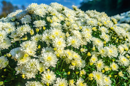 Macro of white chrysanthemums blooming in garden against blue sky. Aromas of autumn mood. Blurredの写真素材