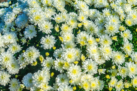 Blooming white background. White chrysanthemum bush. White flowers, landscape designの写真素材